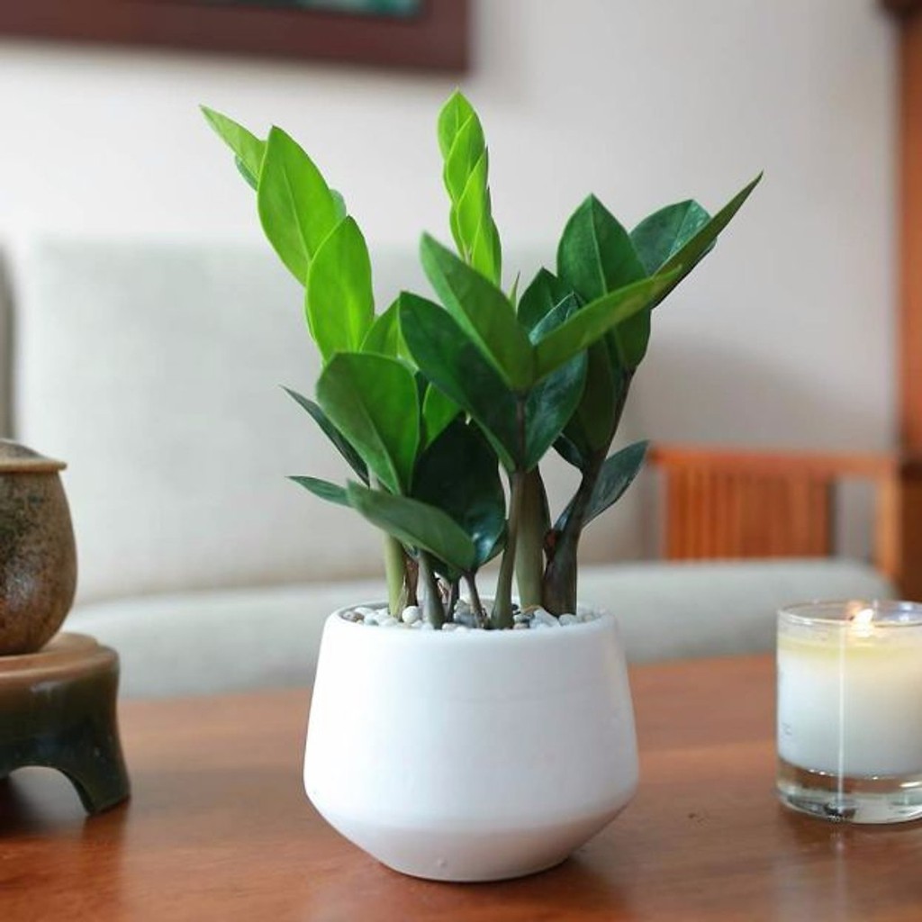 Cây kim phát tài nhỏ